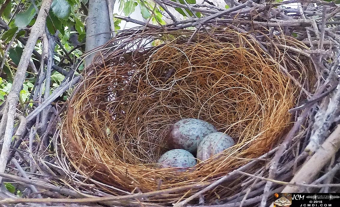 Scrub jay Nest empty in Santa Clarita, Ca jcmdi.com